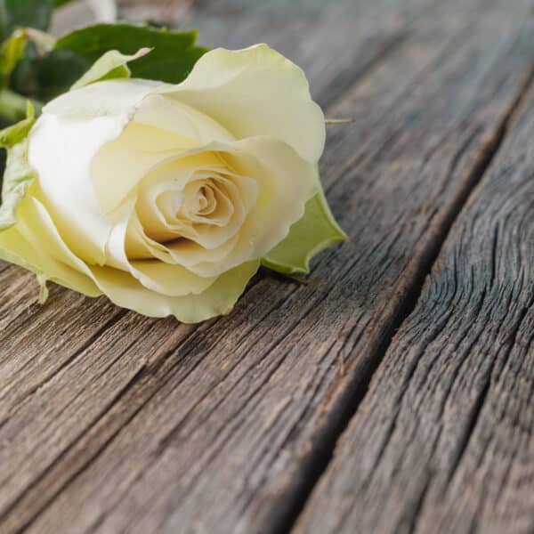 White,Rose,On,Wood,Rustic,Background