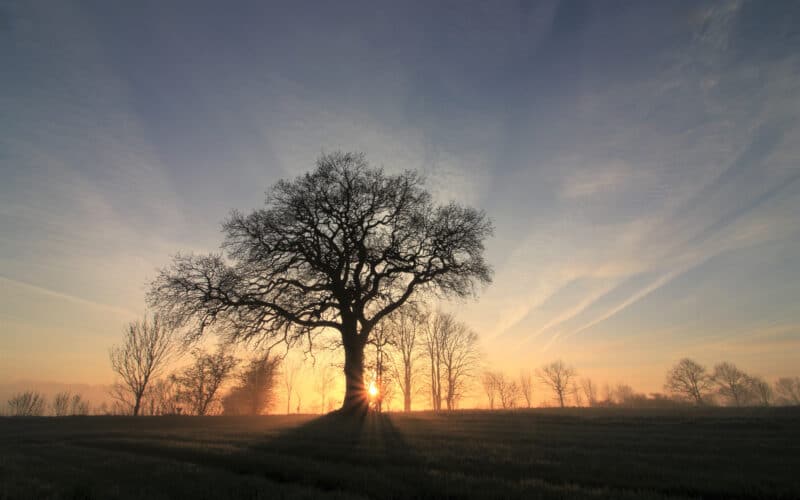 Tree,In,Morning,Mist,With,Sun,Rays,As,Tree,Funeral