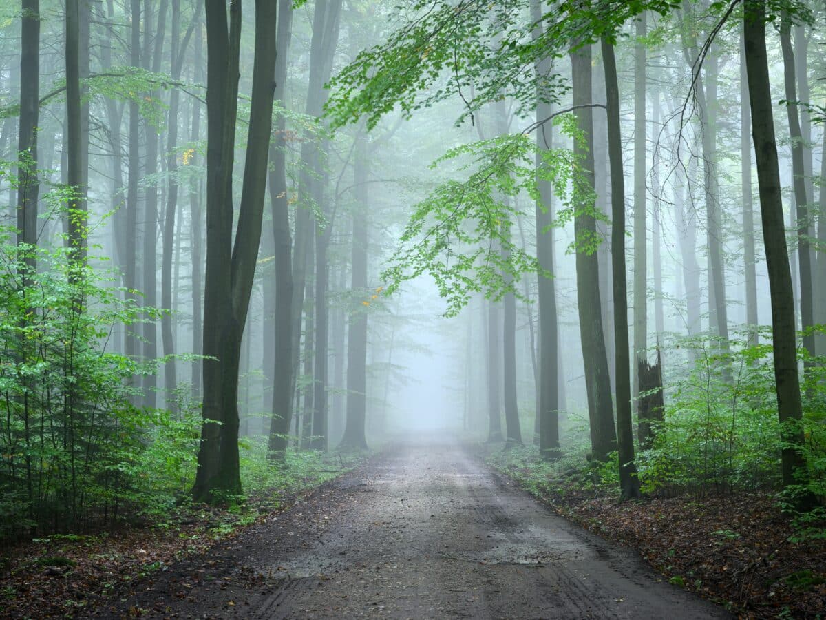 Misty,Morning,In,The,Green,Forest