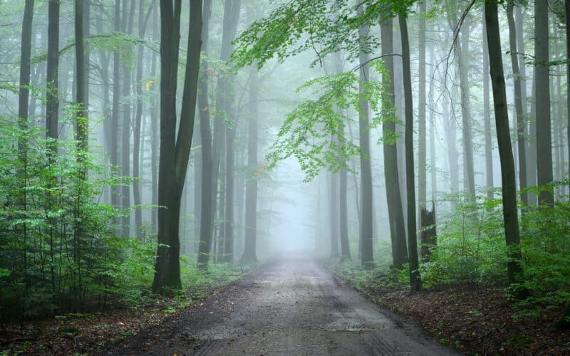 Misty,Morning,In,The,Green,Forest